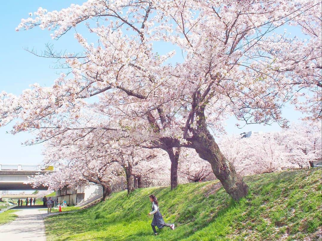 酒井千佳さんのインスタグラム写真 - (酒井千佳Instagram)「* 毎日桜の投稿すみません。   この季節は毎日お花見してる。   きのうは 愛知県岡崎市の祖母宅に来ていたので ついでに岡崎の桜の名所 岡崎公園へ。   ちょっと散りはじめだったけど見事でした。   岡崎城のある公園内より 伊賀川沿いが綺麗だったな。   最後以外は伊賀川の写真。  春っていいね。  #お花見2021 #お花見さんぽ #お花見マニア #赤ちゃんと桜 #岡崎市 #岡崎桜祭り #岡崎公園桜祭り #岡崎公園 #伊賀川 #乙川 #今日も岡崎 #岡崎城 #岡崎城桜祭り」4月1日 20時51分 - sakaichikaaaa