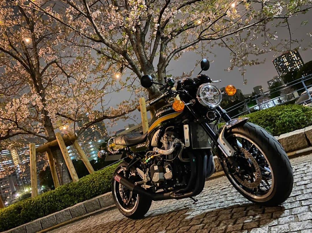 AMIのインスタグラム：「・ ・ 散り始めてるけど、初めて桜とバイクで写真撮れた〜！！🥰 夜桜綺麗〜🥺🌸✨ ・ ・ ・ 満開な桜とも写真撮りたかった…どこか、まだ間に合うところあるかな🥲🥲 ・ ・ ・  #バイク #バイク女子 #bike #バイクのある生活  #バイクのある風景  #バイクが好きだ  #バイク好きな人と繋がりたい  #バイクウェア #kawasaki  #z900rs #zx14r」