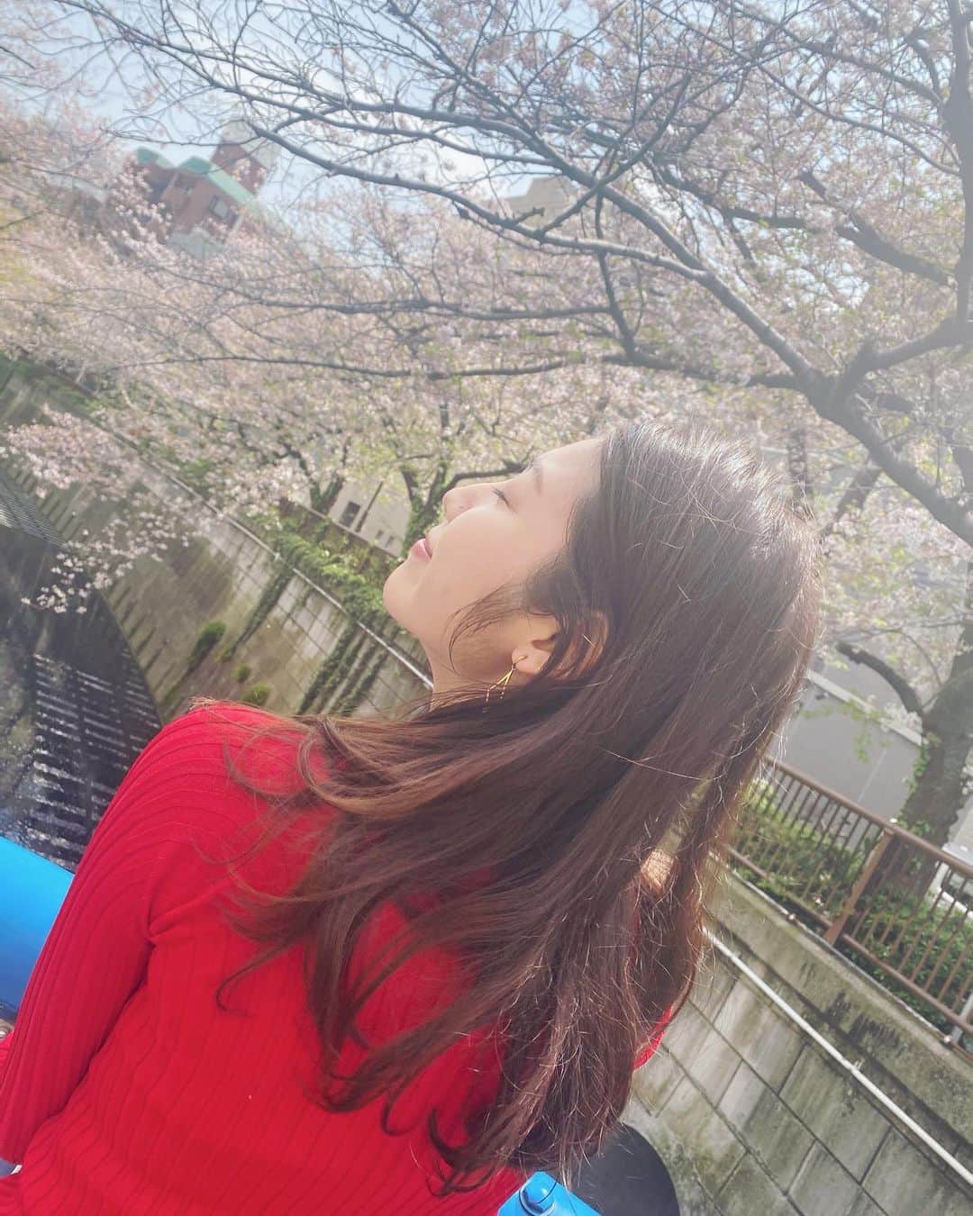 立石晴香さんのインスタグラム写真 - (立石晴香Instagram)「葉桜になっちゃってたけど花びら降ってきて歩くの気持ちよかったです☺️🌸  4月もいい月になりますように✨✨」4月1日 21時07分 - haruka_tateishi
