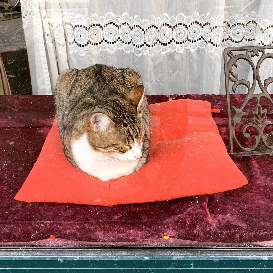 辻仁成さんのインスタグラム写真 - (辻仁成Instagram)「いたいた  このお店のショーウィンドウに、生きてる招き猫さん。  寝てます。あゝ、なんて人間的な、、、」4月1日 21時25分 - tsujihitonari