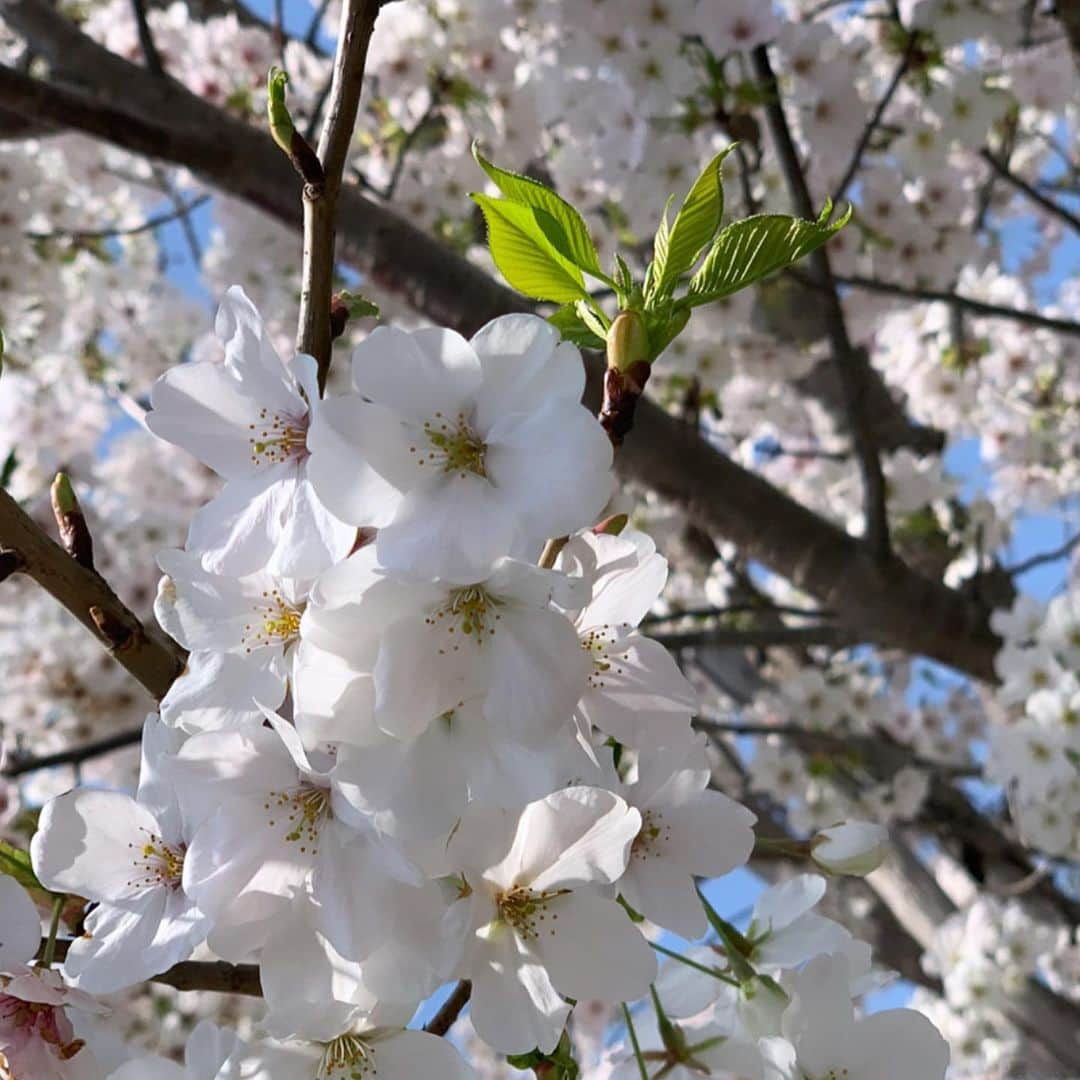 佐藤弥生さんのインスタグラム写真 - (佐藤弥生Instagram)「・ いい季節でした🌸 I’m really looking forward to seeing you next year!! #桜」4月1日 21時32分 - sato__yayoi