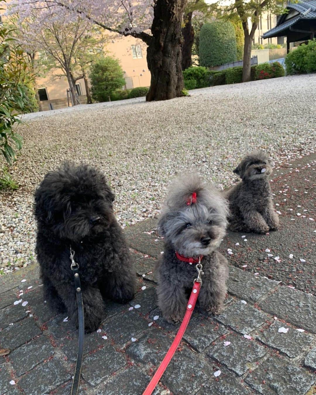 萬田久子さんのインスタグラム写真 - (萬田久子Instagram)「桜吹雪🌸サイコーだワン🌸﻿ ﻿ #桜🌸﻿ #愛犬たち﻿ #dog﻿ #プードル﻿ #散歩﻿」4月1日 21時42分 - hisako.manda_official