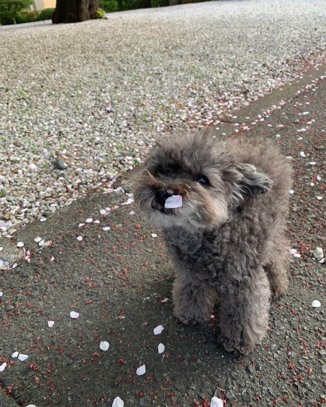 萬田久子さんのインスタグラム写真 - (萬田久子Instagram)「桜吹雪🌸サイコーだワン🌸﻿ ﻿ #桜🌸﻿ #愛犬たち﻿ #dog﻿ #プードル﻿ #散歩﻿」4月1日 21時42分 - hisako.manda_official