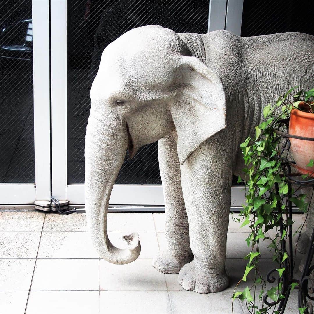 坂崎幸之助さんのインスタグラム写真 - (坂崎幸之助Instagram)「我が家に白象くんがやって来た🐘 まだまだ仔象ですが、とても大人しくて良い子です🤓  #象#ペット#針千本飲まなきゃ#大きなケージ#エサが大変#まだヘビはいないよ#OMD#新年度スタート#新たな気持ちで#エイプリルフール」4月1日 21時39分 - kohnosukesakazaki