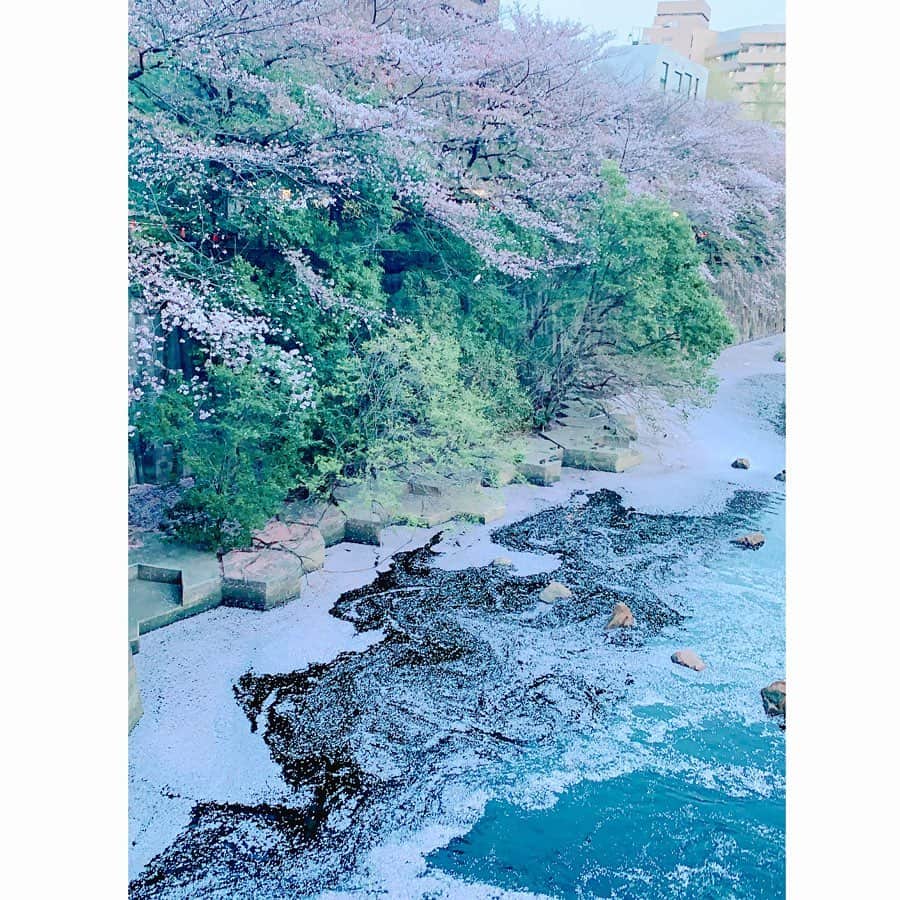 坂田陽子さんのインスタグラム写真 - (坂田陽子Instagram)「🌸花筏🌸 ・ #はないかだ #かる散歩 #何にもしたくなくて #唐揚げ　買って帰りました #そんな日もあるよね」4月1日 21時45分 - yokosakata