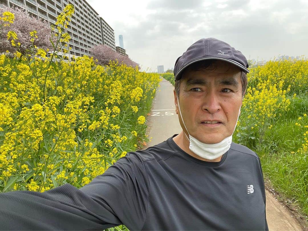 石原良純のインスタグラム：「春だね！多摩川河川敷はサクラは散り始めたけど、菜の花が満開。」