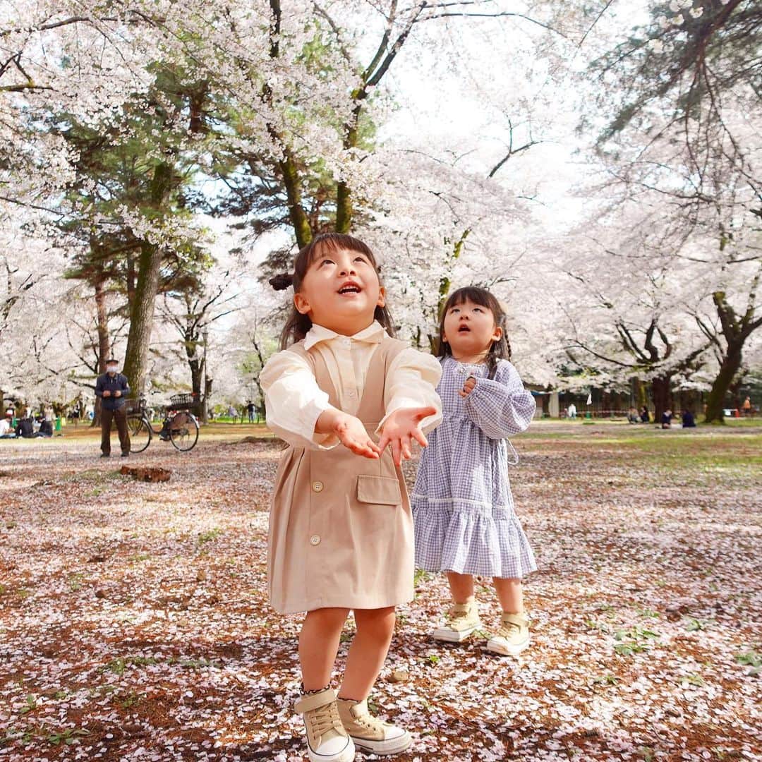 ゆうひなたさんのインスタグラム写真 - (ゆうひなたInstagram)「. . . お気に入りの1枚📸♡♡ ひらひら舞う桜を 追いかけるゆうひなた🌸. . .」4月1日 14時43分 - yu_hinataxx