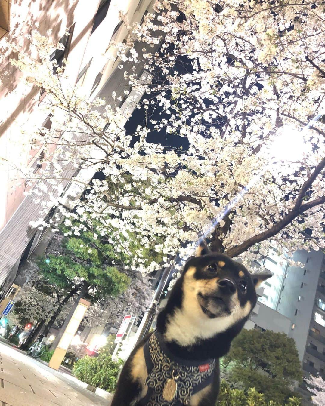 粟生隆寛さんのインスタグラム写真 - (粟生隆寛Instagram)「可愛い🐶×綺麗🌸 最＆高  #日本犬 #柴犬 #豆柴 #極小豆柴 #小豆柴 #黒柴 #桜 #夜桜 #花見 #犬花見」4月1日 15時10分 - takahiro_aoh