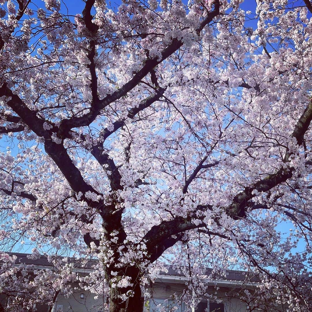 堀内敬子さんのインスタグラム写真 - (堀内敬子Instagram)「スタジオの中にある、桜に癒されて。 パチリ。  美しい。  青空と共に、心が洗われる瞬間です。  #スタジオ #スタジオまで回り道してパチリ #撮影」4月1日 15時32分 - horiuchi_keiko