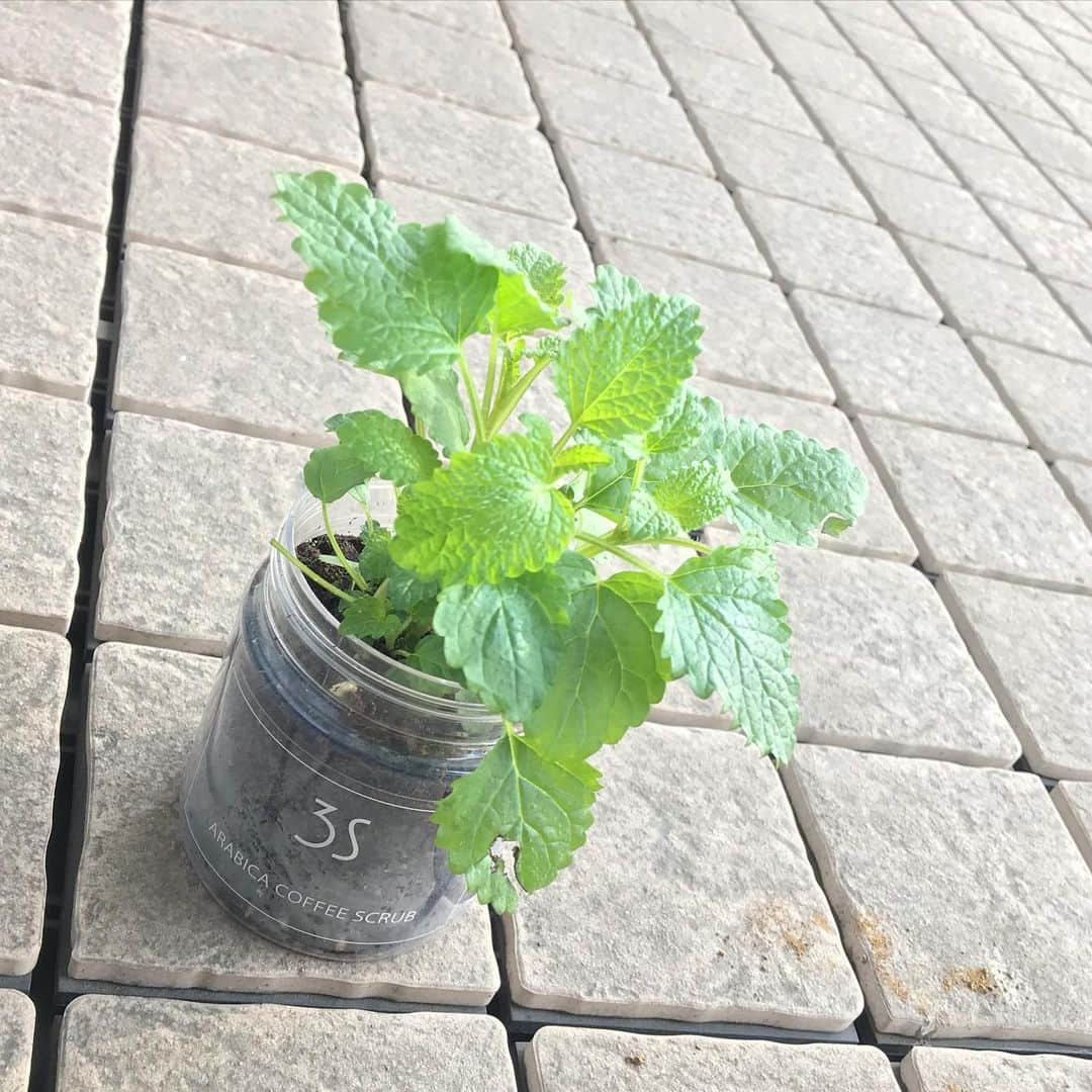 馬場典子さんのインスタグラム写真 - (馬場典子Instagram)「新年度の始まりにハーブの新入生🌱 これでミックスハーブティーも楽しめそう♪ ちょうど使い終わったプラカップに穴を開けて植木鉢代わりにしたら、かわいい上に水が染みるのも見える♪ しおれ気味のキャットニップちゃんにも慌てて水あげた💦 #ベランダハーブ #レモンバーム #ペパーミント #スペアミント #フレッシュハーブティー #癒しのある暮らし #無理をしない暮らし #マイペースな暮らし #ばばちゃんネル #馬場典子 #今さらですがハッシュタグ頑張ります」4月1日 16時27分 - baba_channel