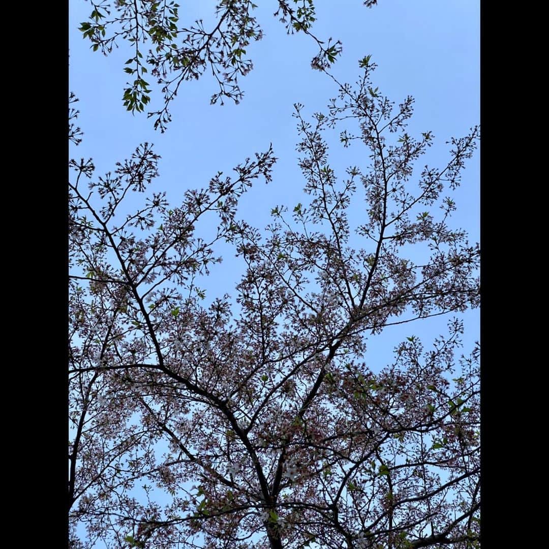 木村拓哉さんのインスタグラム写真 - (木村拓哉Instagram)「﻿ ﻿ 「今日から４月‼︎﻿ 桜の花もだいぶ散ってきましたね。﻿ 窓を開けていたら、花びらが頭にのってました‼︎﻿ ﻿ 今月もお互いに良い1か月にしましょうね‼︎」﻿ ﻿ STAYSAFE！﻿ ﻿ 拓哉﻿ #木村拓哉#TakuyaKimura」4月1日 16時27分 - takuya.kimura_tak