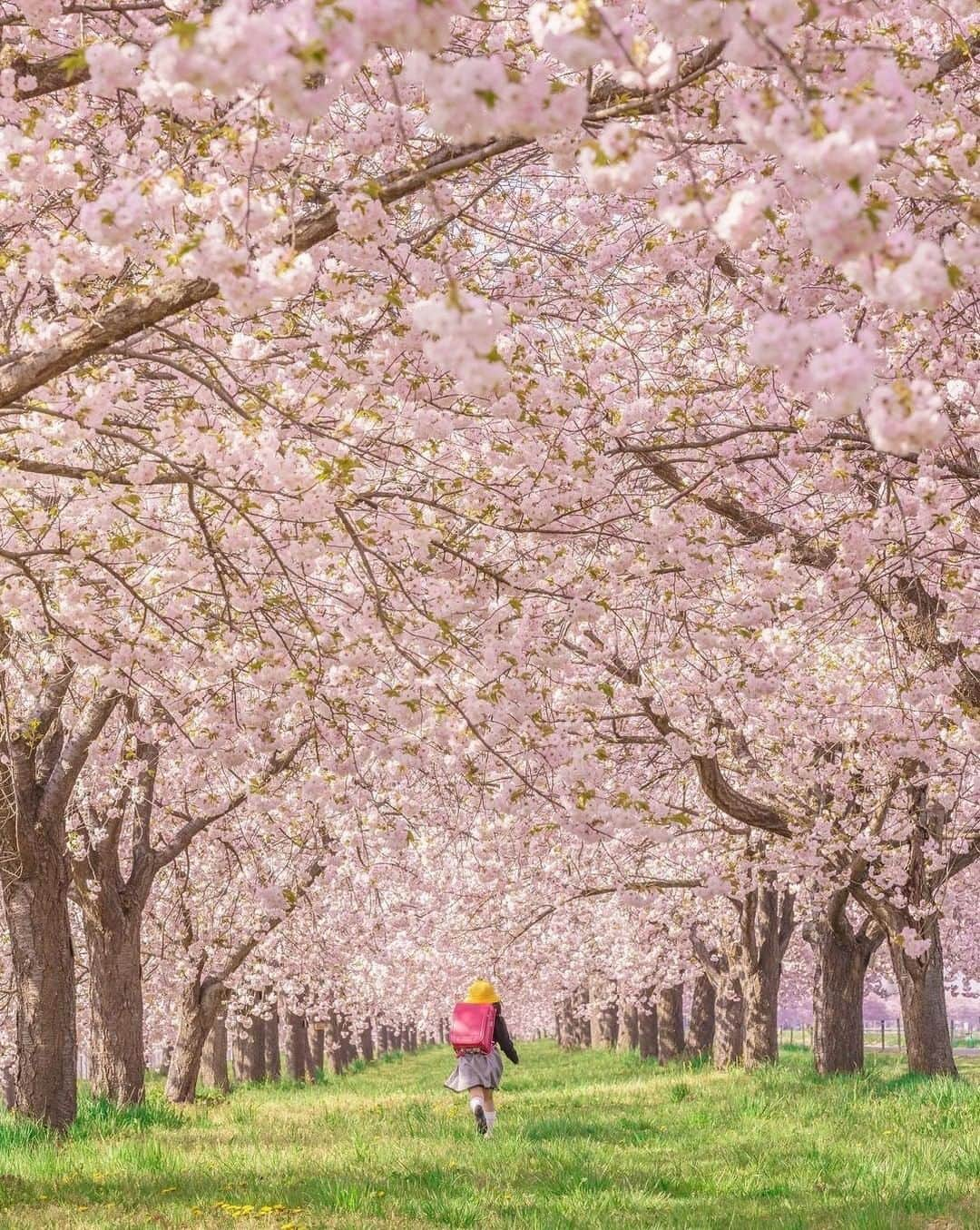 ?長野県 観光 公式インスタグラム さんのインスタグラム写真 - (?長野県 観光 公式インスタグラム Instagram)「// Photo by @onotch.x  A Tunnel of Cherry Blossoms at the Chikuma Riverside Park (Obuse Town)  The cherry blossoms of Chikuma Riverside Park are located near the Obuse Bridge. Several hundred Ichiyo Yaezakura trees bloom in unison, creating a veritable tunnel of pink flowers.   Because they are a late-blooming variety, their full bloom usually falls around the Golden Week period at the beginning of May.   *For bloom predictions and other details, please contact the local tourism association.  ＝＝＝＝＝＝＝＝＝﻿ ﻿ 桜のトンネル 「千曲川堤防桜堤」 ＠小布施町  小布施橋近くにある 「千曲川堤防桜堤」🍃  数百本もの八重桜「一葉」が 咲き誇る堤防沿いは まるで桜のトンネルのよう🌸  遅咲きの品種のため 例年ゴールデンウィーク頃に 見頃を迎えますよ✨  ※開花状況など詳細は現地観光協会などにご確認ください  ＿＿＿＿＿＿＿＿＿　﻿ ﻿ Location / Obuse Town, Nagano , Japan ﻿ ﻿ #おうちでながの﻿ #長野のいいところ ﻿ #千曲川堤防桜堤 #小布施町」4月1日 17時00分 - nagano_japan