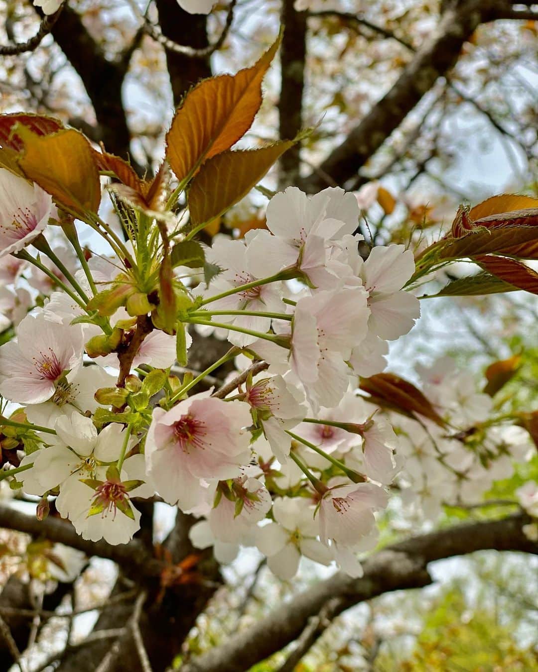 水元秀二郎さんのインスタグラム写真 - (水元秀二郎Instagram)「本日は愛娘と、娘の親友を連れて熊本動植物園へ 久しぶりに外で遊んだ。 大人は散歩。 #水元秀二郎#愛娘#２人のエルサ#熊本動植物園#桜#春休み」4月1日 17時14分 - gangsta.hidejiro