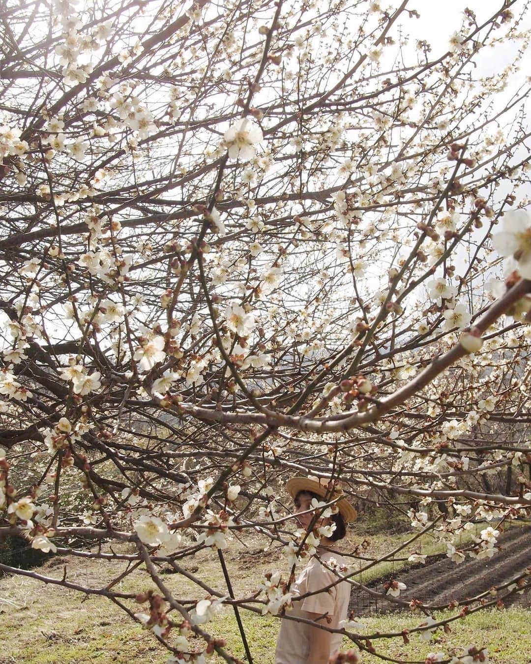 田沢美亜さんのインスタグラム写真 - (田沢美亜Instagram)「東京の桜が満開の時期、 水上では梅の花が咲き始めます。 我家にある大きな梅の木 今年も見事に咲いてくれました😌  #梅のある暮らし #梅仕事 #tthreefarm #田沢梅農園 #梅の木 #シンボルツリー #二拠点生活始めました #梅農園始めました #みなかみ町 #水上 #群馬」4月1日 17時18分 - miatazawa
