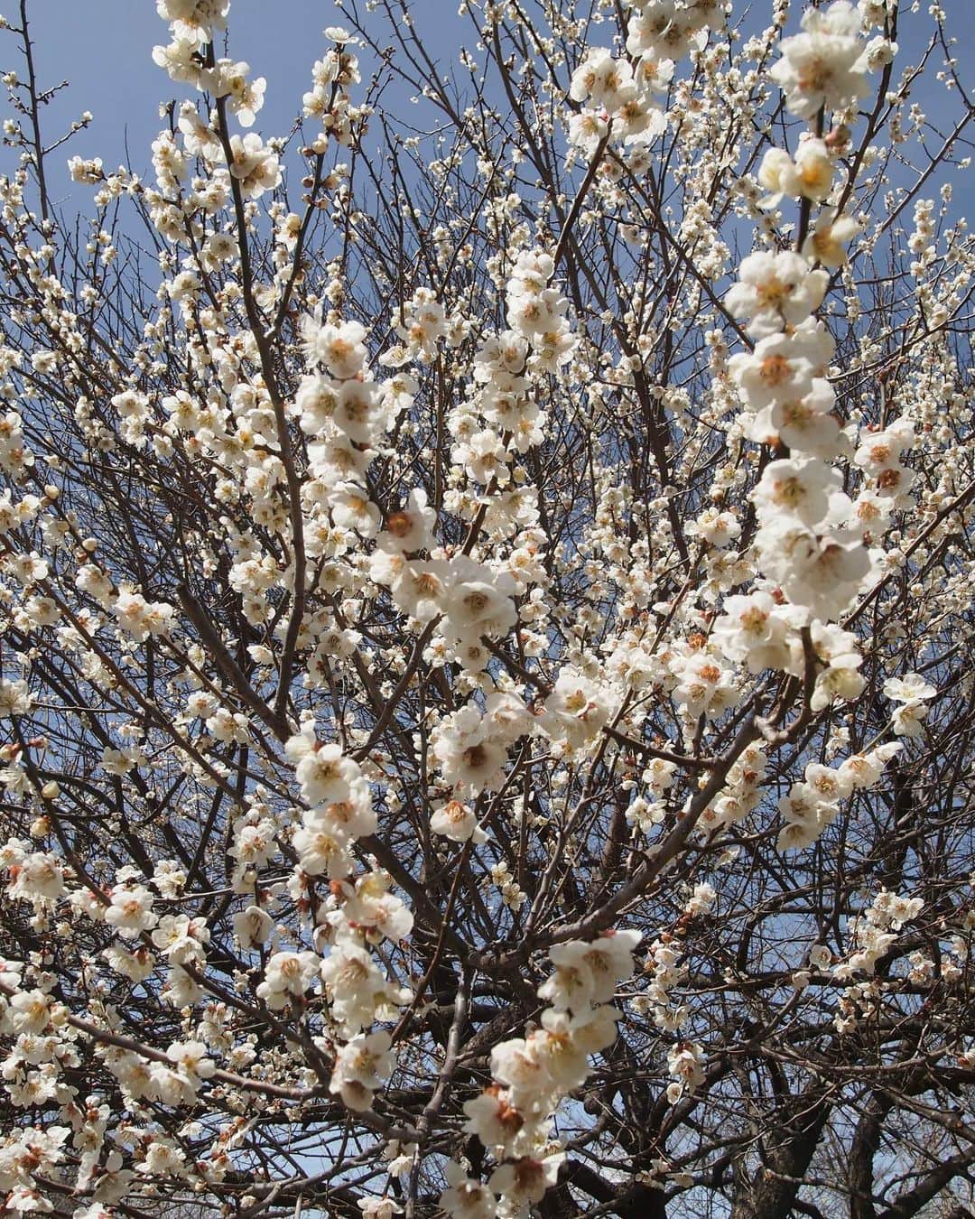 田沢美亜さんのインスタグラム写真 - (田沢美亜Instagram)「東京の桜が満開の時期、 水上では梅の花が咲き始めます。 我家にある大きな梅の木 今年も見事に咲いてくれました😌  #梅のある暮らし #梅仕事 #tthreefarm #田沢梅農園 #梅の木 #シンボルツリー #二拠点生活始めました #梅農園始めました #みなかみ町 #水上 #群馬」4月1日 17時18分 - miatazawa