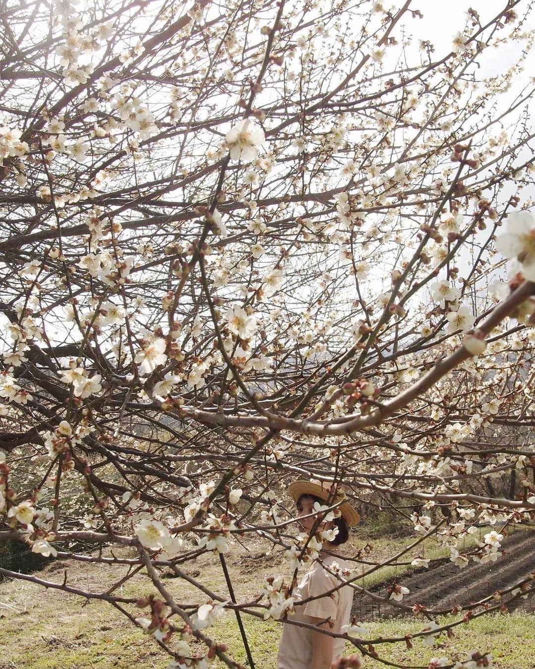 田沢美亜のインスタグラム：「東京の桜が満開の時期、 水上では梅の花が咲き始めます。 我家にある大きな梅の木 今年も見事に咲いてくれました😌  #梅のある暮らし #梅仕事 #tthreefarm #田沢梅農園 #梅の木 #シンボルツリー #二拠点生活始めました #梅農園始めました #みなかみ町 #水上 #群馬」