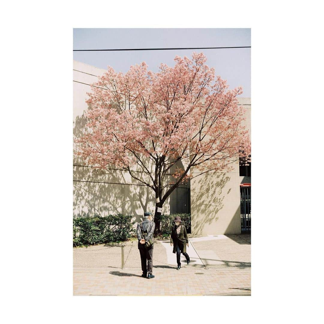 鈴川博紀さんのインスタグラム写真 - (鈴川博紀Instagram)「タイトル：桜の園（シリーズ） モチーフ：桜の園(1903年完成のチェーホフによる作品) テーマ：無常、その中の斜陽 ステートメント： 弱さと向き合うことでしか生まれえない力がある。 自身が生まれ育った土地を売り払う必要に迫られている、没落した貴族が主人公の戯曲。 作者であるチェーホフはこれを喜劇と位置付けた。しかし多くの人がそれに異を唱え続けてきた。これは悲劇だと。悲しい物語だ、と。現代の俳優にも多くの影響を与え続けている俳優で演出家のスタニスラフスキー(1863~1938)もこれは悲劇だと考えたそう。 逆にこれを喜劇だと訴える人は、「面白いキャラクターがいるからこれは喜劇なんだ」という文脈を用いる。 たしかにそういうキャラクターはいる。 耳が遠くなってしまって会話が通じず、支離滅裂な返事をするお爺さん。それに、もうお金はないのに、残ったわずかなお金の浪費までもやめられない没落貴族の主人公・ラネーフスカヤ。 登場する個々人に可笑しなところはある。けれどそれが故に喜劇なのではない。 本当のワケはこうだと考える。 この劇は、弱さと向き合って生まれた力が登場人物ないしは観劇者に、喜びや活力、そして変化をもたらすから、ということ。 ラネーフスカヤは自身の零落を受け入れて対峙し、次へと歩き出す。彼女は弱さと向き合った。そこにこそ、この演劇の喜劇性が現れている。つまり、コメディという意味ではなく喜びを生む劇、という意味で。 今のコロナウイルスの現状はとてもタフだ。僕には計り知れないほどの状況下に置かれている人々がいると思う。けれど、ひとまずタフだ。 だからと言って、直ぐにただ「じゃあ頑張ろうよ」ということではないと思う。 辛さや弱音と向き合う時間が必要なんじゃないか。 そう思って、この戯曲は今こそ読まれるべき一冊だと考えた。 そしてこの桜の園をモチーフに写真を撮りたくて、カメラを持って街へ出た。」4月1日 18時38分 - hirokisuzukawa