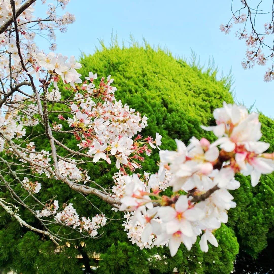 名塚佳織さんのインスタグラム写真 - (名塚佳織Instagram)「🌸 公園でお花見はできなかったけど…  街にも桜は溢れてるね♡  仕事に行く道すがら たくさんの桜に元気をもらった春」4月1日 18時48分 - nazuka_kaori424