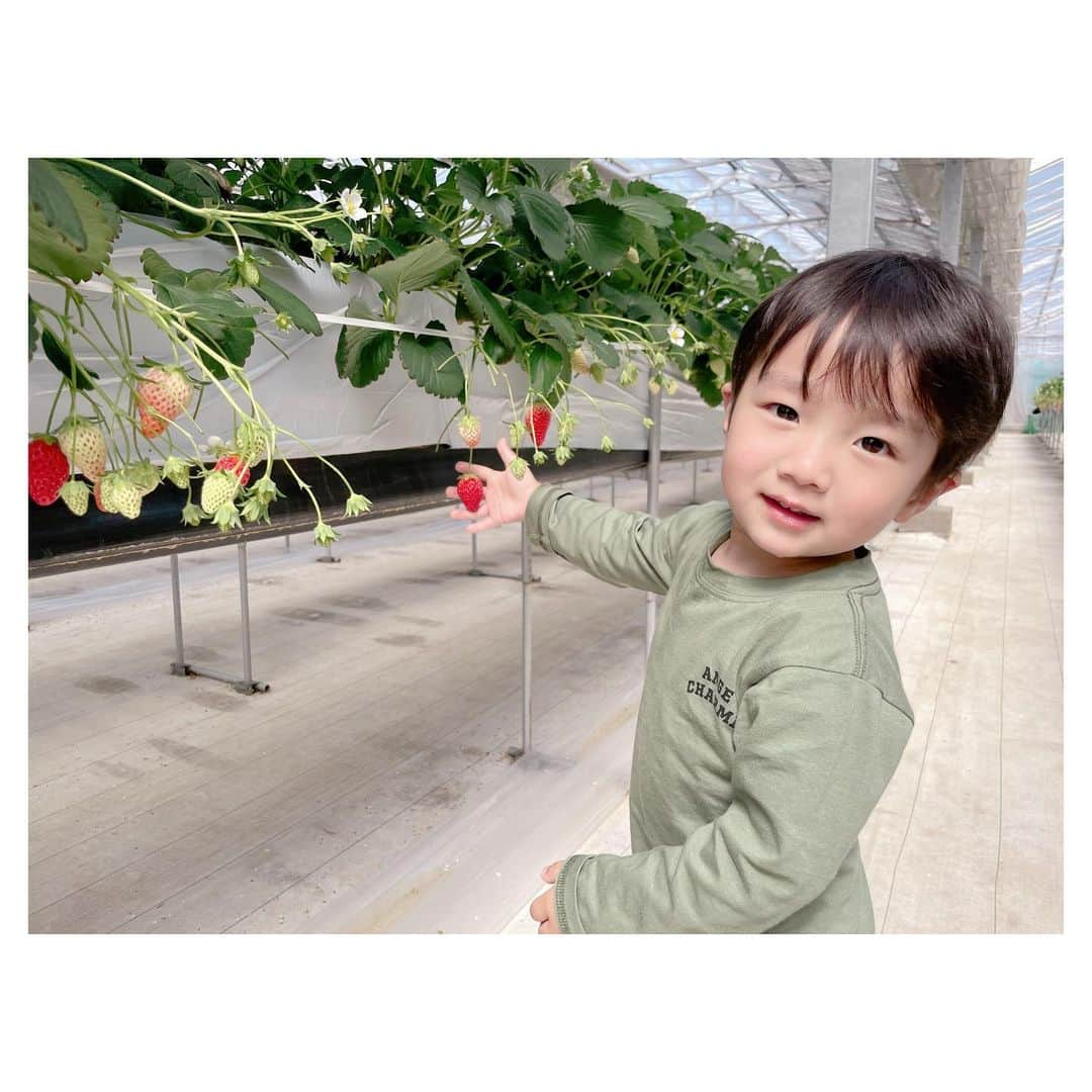 辻希美さんのインスタグラム写真 - (辻希美Instagram)「幸空も初めてのいちご狩り🍓✨  #二歳四ヶ月 になるょ☺️」4月1日 19時07分 - tsujinozomi_official