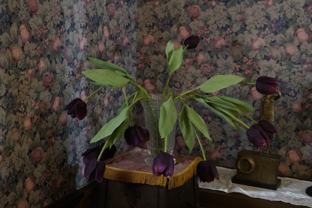 のインスタグラム：「🥀リカリバース　放送まであと２日🥀  例の紫のチューリップですが、こんな写真がありました。  なんだか意思を持っていそうなバラバラ感…」