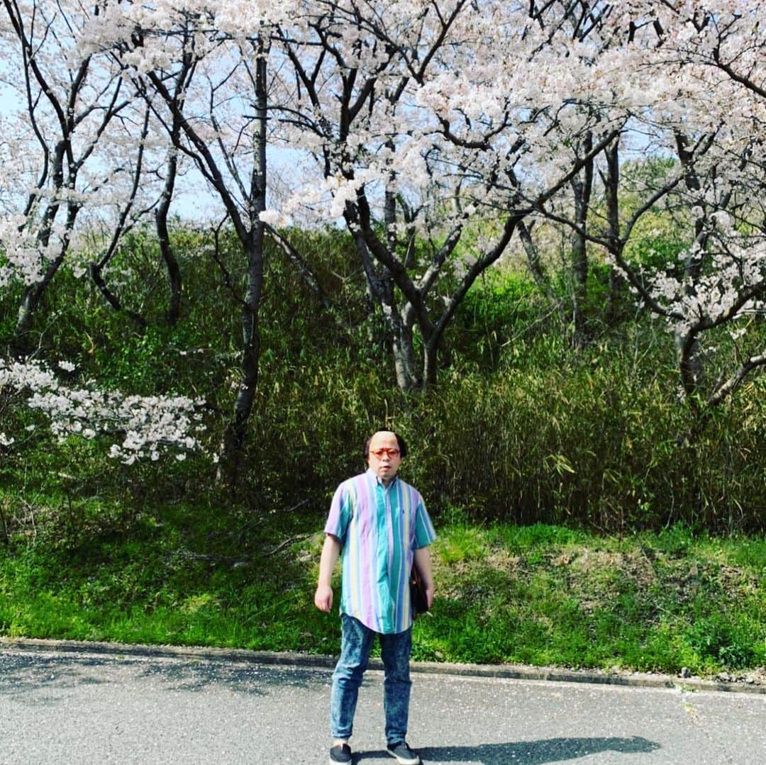 西澤裕介さんのインスタグラム写真 - (西澤裕介Instagram)「岸です。桜も咲き乱れてるわ。 桜いつもありがとうな。 #千鳥の #クセがすごいネタGP #出てるねん #見てみて #岸大介 #太秦の空き時間 #何してますのん」4月1日 20時03分 - uzumasano.akijikan