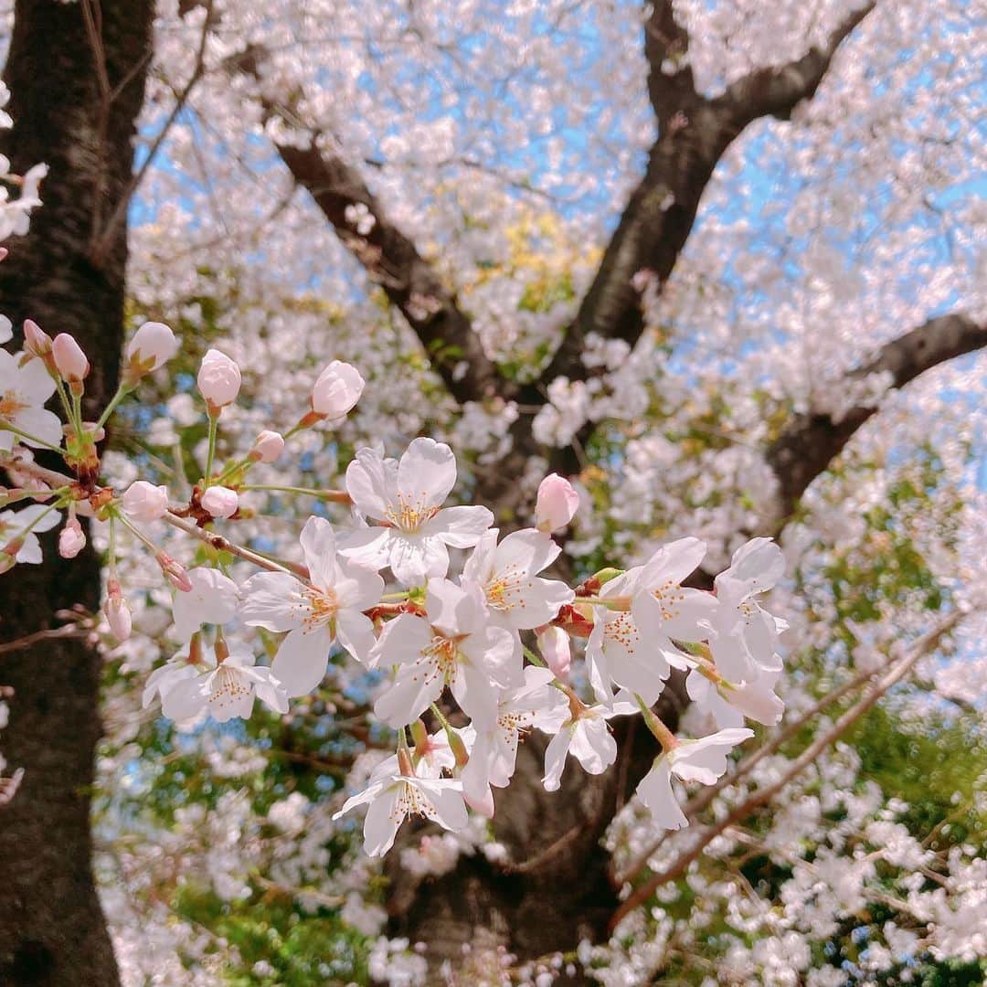 かすみりささんのインスタグラム写真 - (かすみりさInstagram)「🐰💕 ． 卯月🌸 ． 今日から4月🌷🌿 ． 新年度が始まりましたね🕊 ． 頑張りすぎず、マイペースにいきましょう☺️ ． 桜満開も綺麗ですが、ひらひらと散っていく花びらも綺麗ですよね🌸🌸🌸 ． #春#桜#4月#卯月#新年度#spring#april#cherryblossom#love#happy#❤️#🌸」4月1日 20時06分 - risa_kasumi