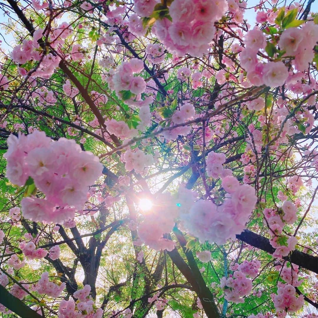 かすみりささんのインスタグラム写真 - (かすみりさInstagram)「🐰💕 ． 卯月🌸 ． 今日から4月🌷🌿 ． 新年度が始まりましたね🕊 ． 頑張りすぎず、マイペースにいきましょう☺️ ． 桜満開も綺麗ですが、ひらひらと散っていく花びらも綺麗ですよね🌸🌸🌸 ． #春#桜#4月#卯月#新年度#spring#april#cherryblossom#love#happy#❤️#🌸」4月1日 20時06分 - risa_kasumi