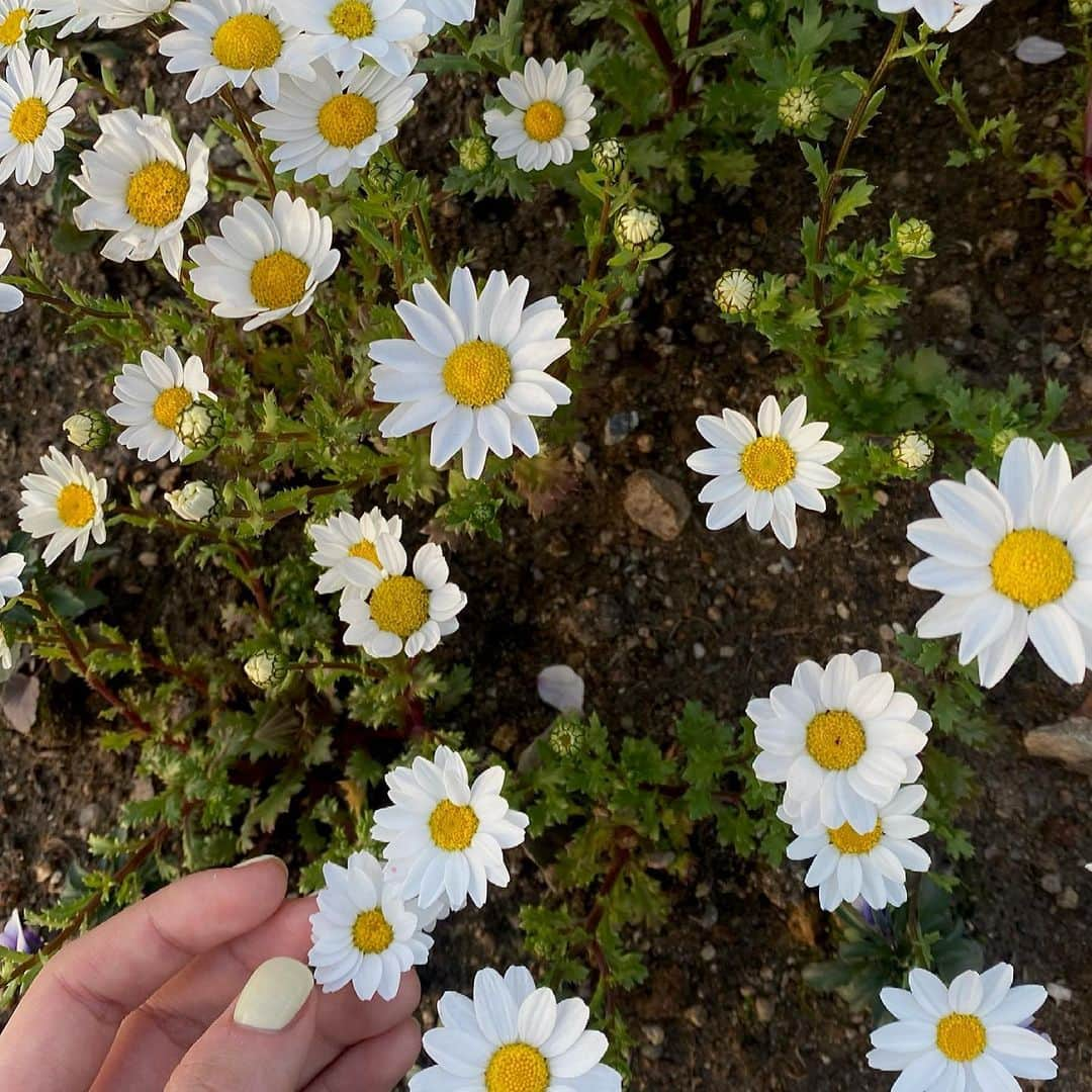 チョン・ダビンのインスタグラム：「🍳🌼」