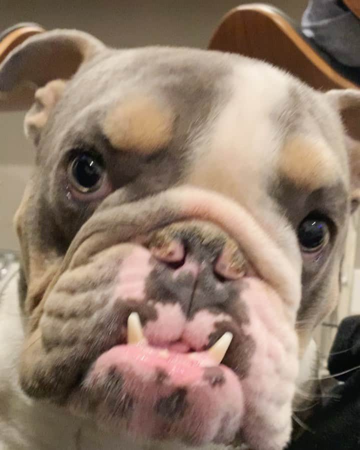 のインスタグラム：「Every morning he tries to convince me not to go to work 🤷🏼‍♀️ #StayAtHomeBulldogMom  . . . . . #sorry #baby #mom #has #to #work #because #bills #treat #money #bulldog #life #puppy #love #sweet #boy #bulldogsofinstagram #instagood #toocute #mylove #dogsofinstagram #positivevibes #morning #smile」