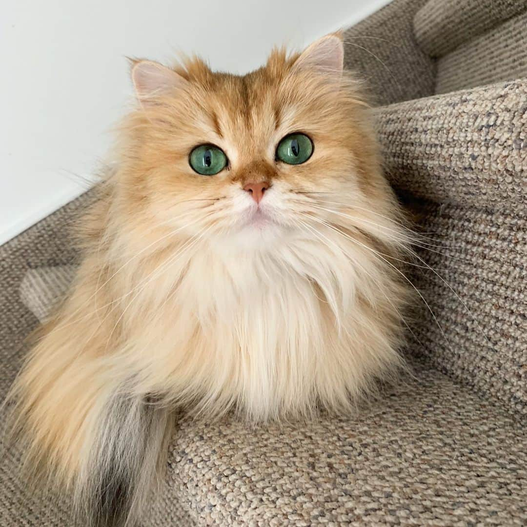 Smoothieさんのインスタグラム写真 - (SmoothieInstagram)「Birthday girl 🥳 7 years old today!」4月1日 23時09分 - smoothiethecat