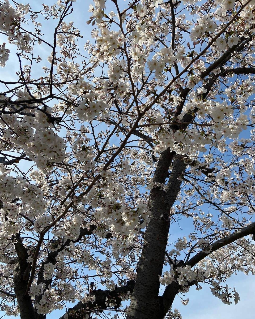 志村玲華さんのインスタグラム写真 - (志村玲華Instagram)「4.1。程よく頑張ろ~🌞🌙🧚🏼‍♀️✨🌸˚✧₊⁎」4月1日 23時34分 - reikashimura