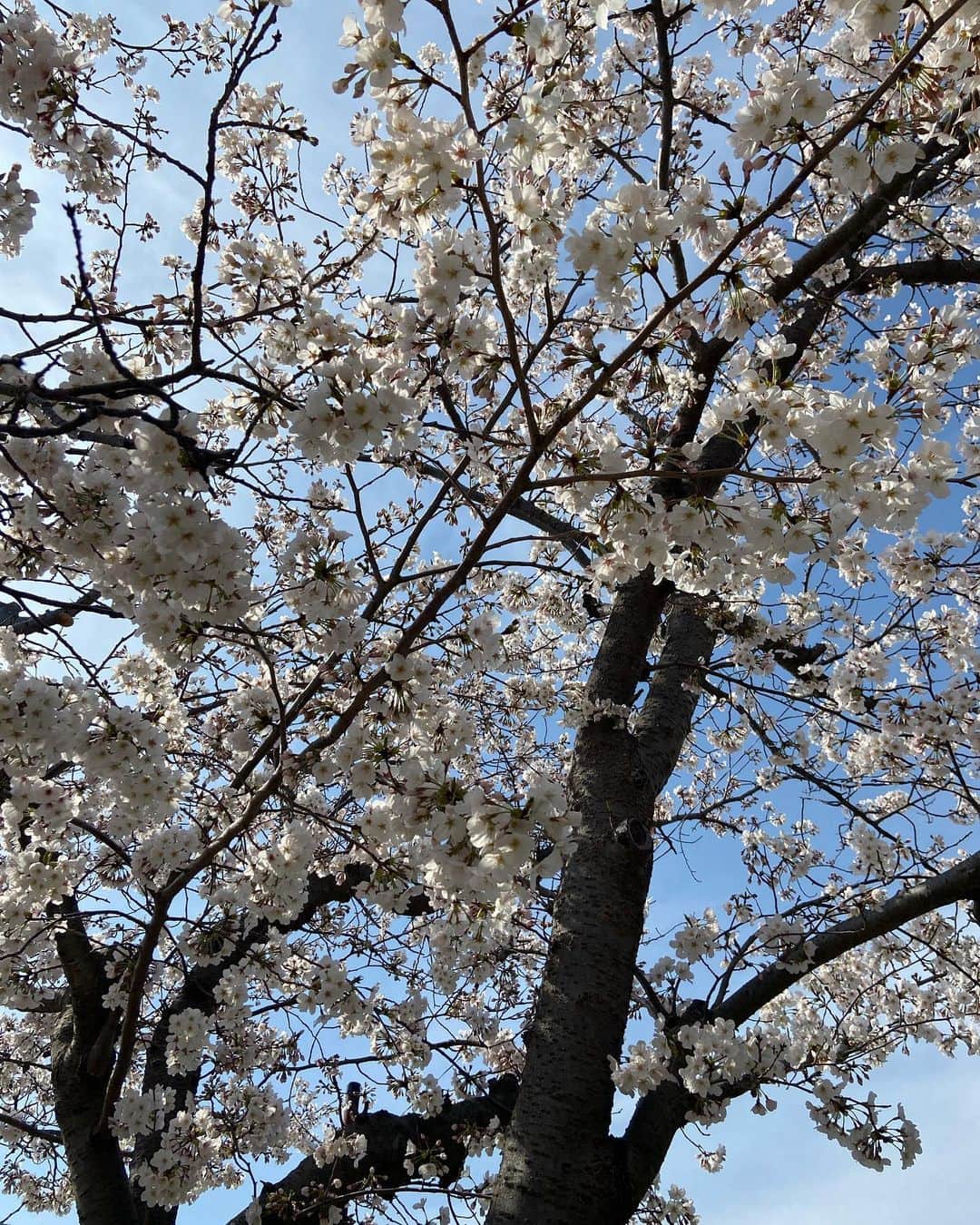志村玲華のインスタグラム：「4.1。程よく頑張ろ~🌞🌙🧚🏼‍♀️✨🌸˚✧₊⁎」