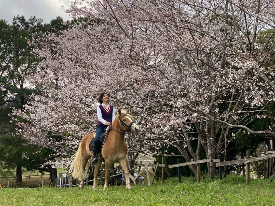 佐藤藍子のインスタグラム：「皆様 いつの間にか久しぶりの投稿になってましてっ 乗馬クラブの敷地の桜が今年も綺麗に咲いてくれました🌸 花粉症もだいぶ落ち着き 湿気も少なくて 過ごしやすい時期だなぁー 寒暖差には気を付けないとですが いつも見て下さり ありがとうございます🎵 #桜#桜並木#桜とポニー#桜とハフリンガー#ハフリンガー#ドレッサージュハフリンガー #ドレッサージュポニー#ポニー#ポニーと仲良し#dressagehaflinger #dressagepony #haflinger#pony#sakuratree#sakura#aikosato#佐藤藍子」