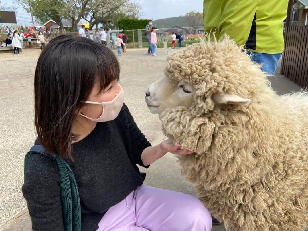 小野真弓さんのインスタグラム写真 - (小野真弓Instagram)「おはようございます☺️ 可愛い動物たちに癒されてきました✨🐏🐐 羊さんと会話してるところー @nishioka_sumiko さんが撮ってくれました📸 ╰(*´︶`*)╯♡ 今日も良い一日を🍀😷😊 #羊#山羊#マザー牧場 #チワワ#ハナちゃん #チワマル#ハルくん #いぬすたぐらむ #いぬばか部 #chihuahua #maltese #mixdog#doglover #dogstagram #いぬすたぐらむ #犬のいる暮らし #千葉暮らし#かーさんの浮気 🐶🐶 ハナハルの眼差し👀 あれれ、浮気バレてる、、❔🙈 大丈夫、ハナハルが一番だよ☺️ 今度は一緒に行こうね🐾😂」4月2日 5時34分 - hanaharuaroi