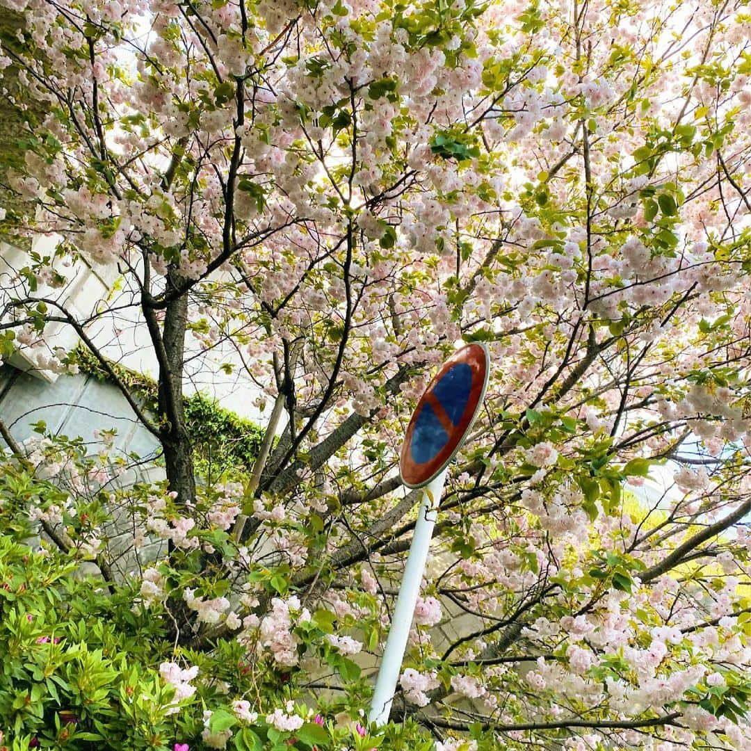 蒼山幸子さんのインスタグラム写真 - (蒼山幸子Instagram)「車の窓から 見えた景色。 葉が混じっていて 柏餅を思い出す 色合い。 今日は暖かいのでほぼ半袖で 暮らしました。🦙」4月2日 16時45分 - sachiko_aoyama