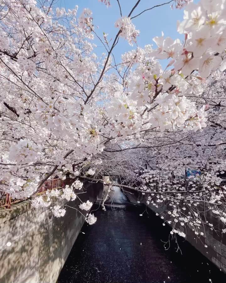 sachiyo_misuのインスタグラム：「おはようございます🕊🤍🌸🎥✨  日中も夜も表情の全く違う桜は幻想的❤︎  花言葉の由来は色々ありますが、 この咲き誇り方は「美しい」という言葉が一番似合う🌸  時代がどんなに移り変わろうとどんな時代になろうと 毎年変わらずの姿で咲き乱れる🕊🤍 この強さも好きな一つ。  桜のこのパワーは心に届き癒される✨ だから毎年この季節になると 今年も頑張ろうって思う好きな季節🌱  #🌸 #🎥 #桜 #サクラ #夜桜」