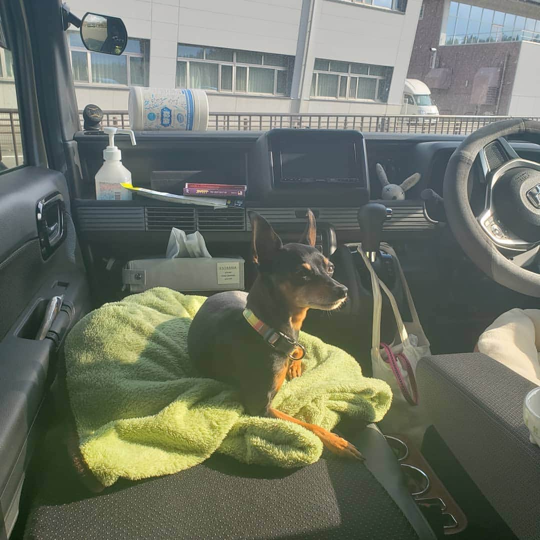 のインスタグラム：「朝の犬。インスタは投稿するの忘れてしまう‥」