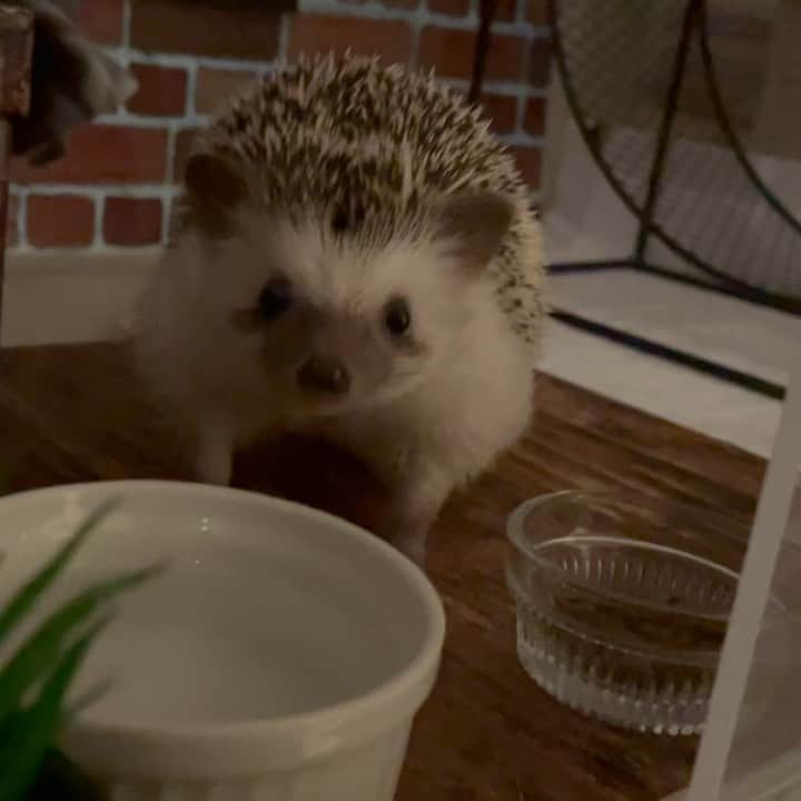 RONのインスタグラム：「夜中のラニちゃん ※注意　ばっちい物も映ってます🚽  軽くジョギングしてから、止まって用を足して、最後に軽く走っておしまい。  用を足す時は後脚を回し車から下ろしてすることが多いです。 この日は乗ったまましちゃったのでコロコロ追いかけられてます😂  ここ以外ではトイレをしないのでラニの部屋は一番掃除が楽です。  #ハリネズミのラニ #ハリネズミ #はりねずみ #ハリネズミのいる暮らし #ハリフル #モフモフ部 #hedgie #hedgehog #hedgehogs #hedgehoglove #hedgehogsofinstagram #Igel #hérisson #riccio #erizo #lani」