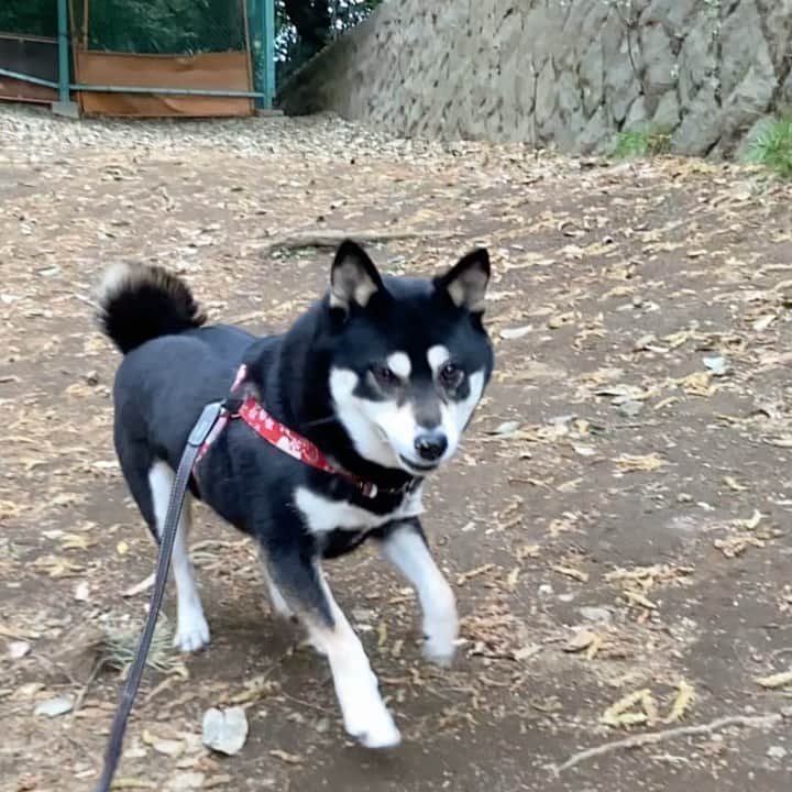 vo_coのインスタグラム：「🐾 最近この公園に連れてくるとなぜかテンション高め 理由は不明w ＊ #shibastagram #instashiba #shiba #shibainu #黒柴 #柴犬」