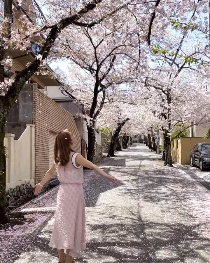 愛風ゆめのインスタグラム：「ひらひらひら〜🌸 今年も綺麗でした🍡 家族で見られて良かったー💮  後半、花びら爆弾が〜🌸😂#後で動画見て気付く　#母　💦　→👦#specialthanks 🤣 #桜　#🌸　#トンネル　#お花見　#春休み」