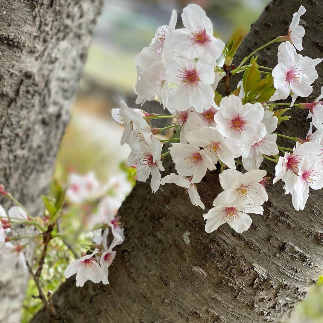 みくるんさんのインスタグラム写真 - (みくるんInstagram)「桜って綺麗だよね🥰 亡くなった母が大好きだったお花🌸 亡くなる前に私が死んだら桜の木の下に 埋めてねなんて言われてたから お墓のある場所はちゃんと桜がいっぱいで 綺麗に見える所にしたよー☺️💕 ． ． #tiktok #ティックトック  #ギャル #君津 #千葉県 #キャバ嬢 #キャバクラ  #体入 #ポケパラ #ホスト #コスプレ #風俗 #風俗嬢 #シャンパン #アルマンド #谷間 #fカップ #おっぱいちゃん #ケツスタグラム  #お酒好きな人と繋がりたい #桜 #春  #いいね返し #いいねした人全員フォローする #いいねした人で気になった人フォロー #フォロー歓迎 #フォロー返します #フォローバック率100  #followforfollowback #follow4like」4月2日 11時25分 - clubregalia.mikuru