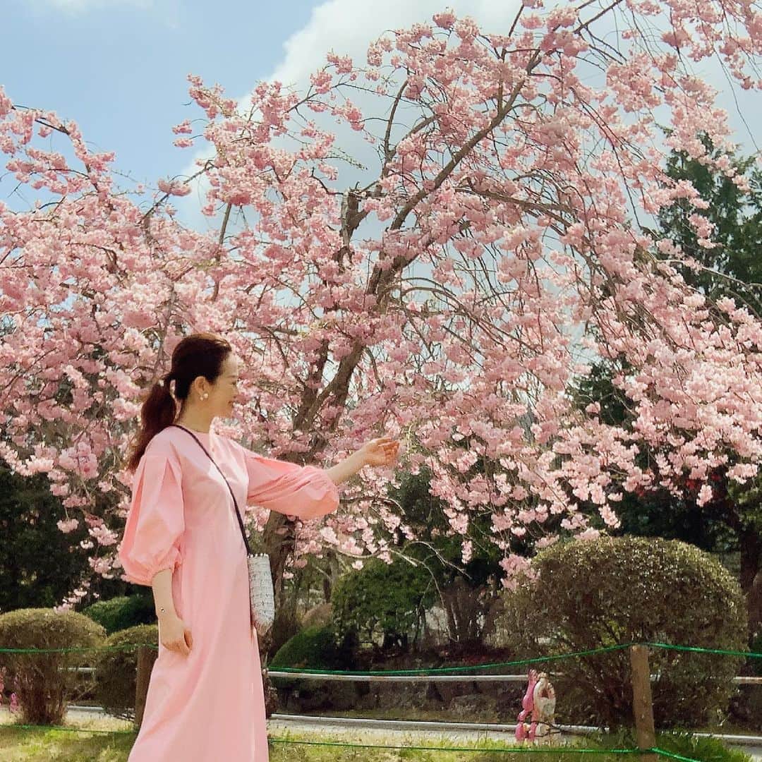 沢瀉美緒さんのインスタグラム写真 - (沢瀉美緒Instagram)「※ Feel pink 🌸 . もう少し綺麗✨ . . #sakura #cherryblossom #桜」4月2日 17時03分 - mio_omodaka