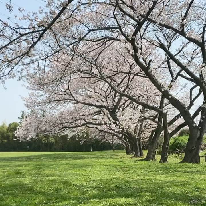 山中崇史のインスタグラム：「#さくら #桜 #cherryblossom」