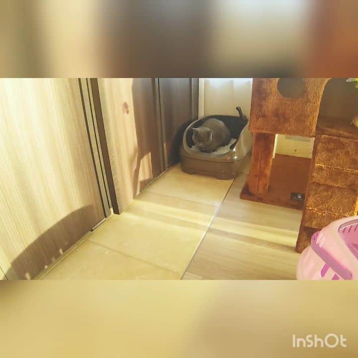 のインスタグラム：「#愛猫 #たちみみスコティッシュフォールド  #タウザー君 #きょせいじゅじゅつ無事終了 #帰宅 #心なしか寂しげ #きれいずき #てんてきしたのに #がまんして #おうちトイレ #溺愛」