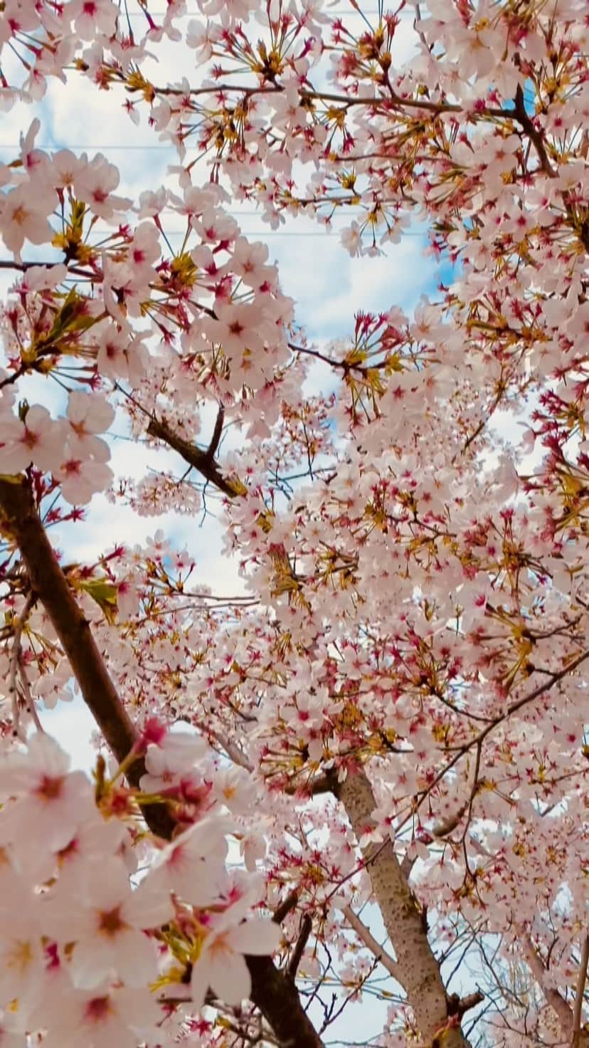 アン・ジヒョンのインスタグラム：「2021 봄 마지막 벚꽃  #벚꽃보고가세요 #🌸」