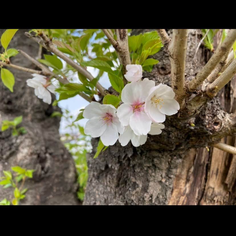 黒木理帆さんのインスタグラム写真 - (黒木理帆Instagram)「春はサクラ、夏はヒマワリ」4月2日 14時24分 - riho_52