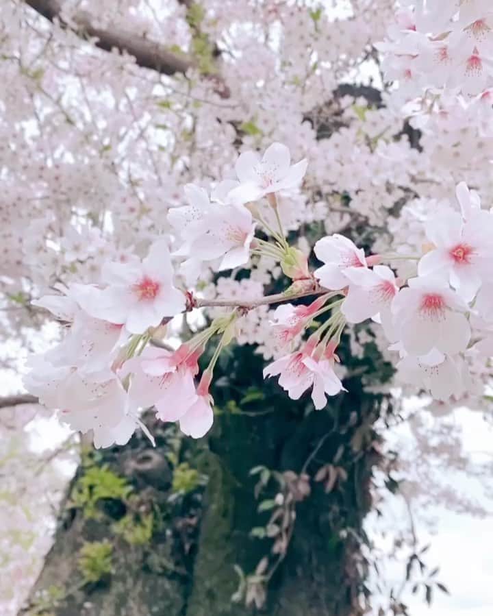 大出千尋のインスタグラム：「🌸🕊🌸」