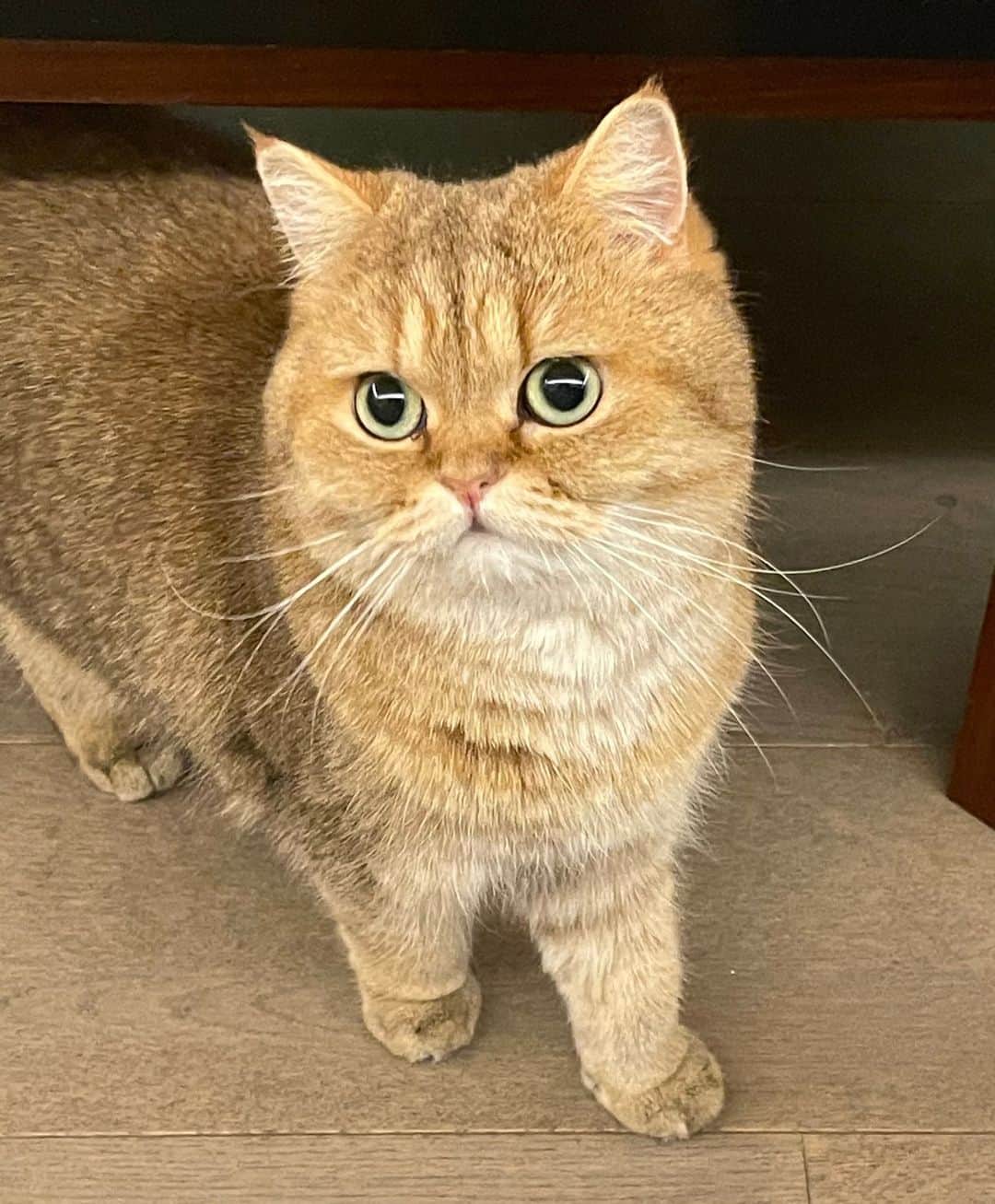 ポール&ジョーのインスタグラム：「Everybody wants to be a cat⁠ Because a cat's the only cat⁠ Who knows where it's at 🐾⁠ -⁠ Starring Nounette @sosopaulandjoe⁠ -⁠ #PaulandJoe #Chat #Cat #Catstagram #Catlovers #Paws #Nounette #Cute」