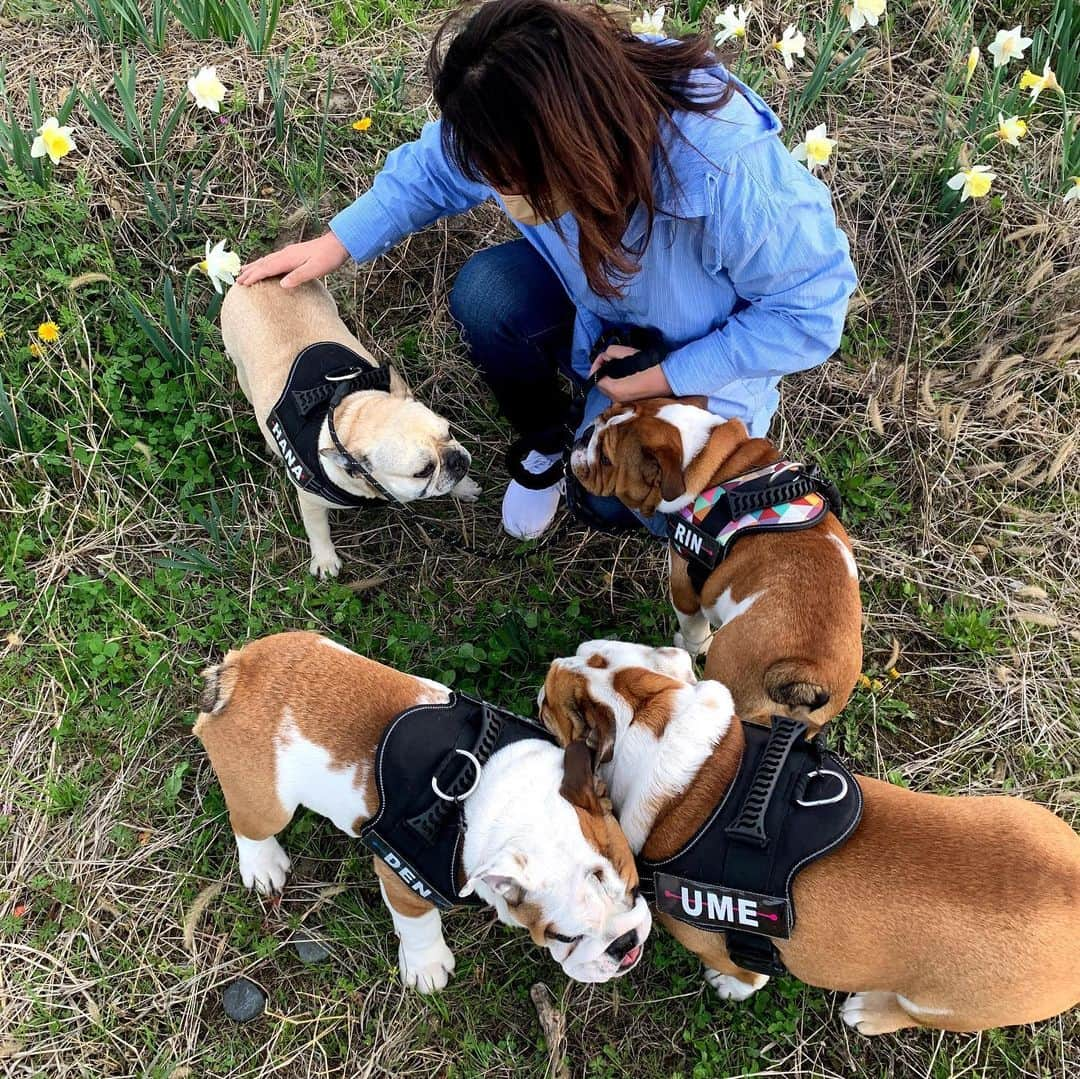 北斗晶さんのインスタグラム写真 - (北斗晶Instagram)「散歩🐶🐶🐶🐶  #花梅田鈴」4月2日 17時50分 - hokutoakira_official