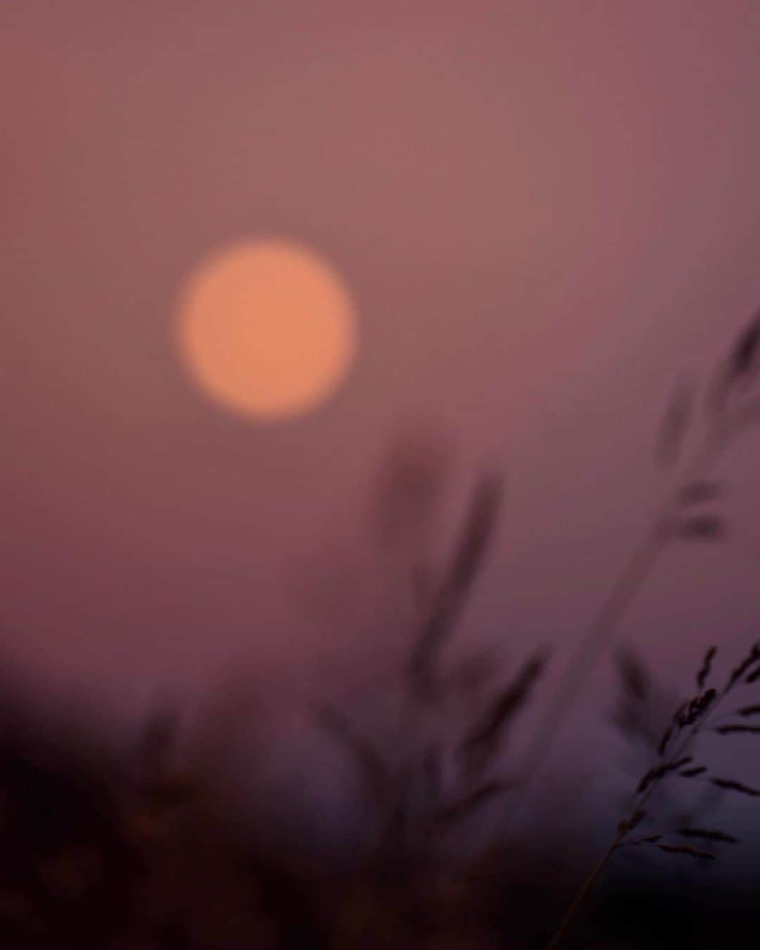 のインスタグラム：「.﻿ 	﻿ ‘Softly the evening came with the sunset' - Henry Wadsworth﻿ ﻿ @fefaluna_ ﻿ ﻿ #mariha #jewelry #kachofugetsu #quotes #inspiration #imageoftheday #マリハ #ジュエリー #花鳥風月 ﻿ ﻿」